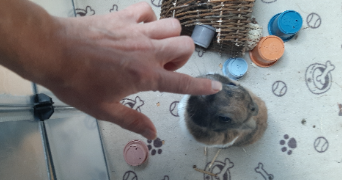Delphine pet sitter à Deuil-la-Barre 95170_8