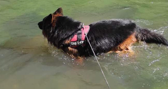 mareva pet sitter à CLAMART 92140_4