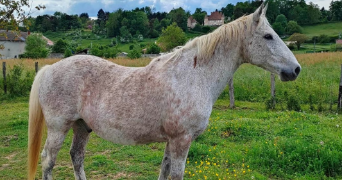 christine pet sitter à COULANGES 03470_2