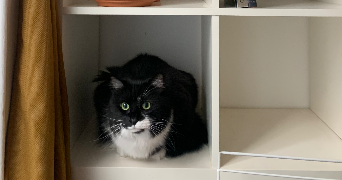 nolwenn cat sitter à PARIS 10 75010_4