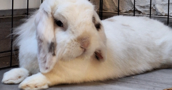 marie pet sitter à FECAMP 76400_2