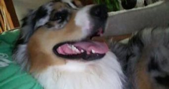 nicolas pet sitter à JOUE LES TOURS 37300_0