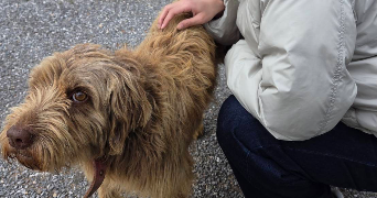 ting-wei pet sitter à PARIS 11 75011_1