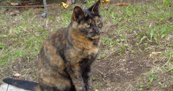 pascale cat sitter à ERGUE GABERIC 29500_1