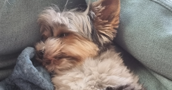 gwénola pet sitter à ANGERS 49100_3
