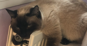 bastien pet sitter à CAEN 14000_3