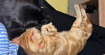shana pet sitter à CARRIERES SOUS POISSY 78955_3