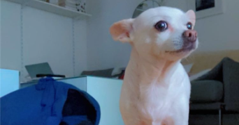 béthanie pet sitter à RUEIL MALMAISON 92500_6