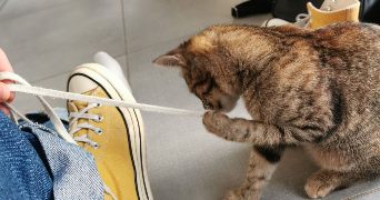 angèle pet sitter à PARIS 12 75012_2