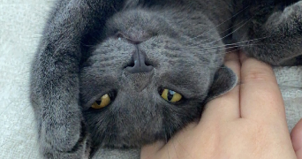 célia pet sitter à CHAUMONT SUR THARONNE 41600_5