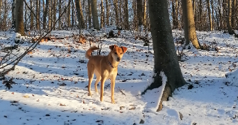 fotini pet sitter à COURBEVOIE 92400_3