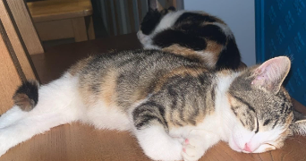 maëlle pet sitter à INZINZAC LOCHRIST 56650_1