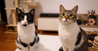 léa pet sitter à CHEVREUSE 78460_2