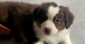 elian pet sitter à fressies 59268_1
