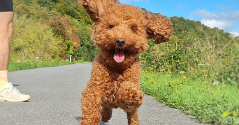 marie pet sitter à FECAMP 76400_0