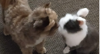 candice pet sitter à Guignes 77390_5