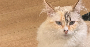 miriam pet sitter à LEVALLOIS PERRET 92300_1