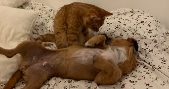 clemence pet sitter à MARSEILLE 08 13008_6