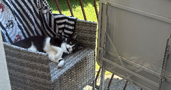oriane pet sitter à BOURG EN BRESSE 01000_2
