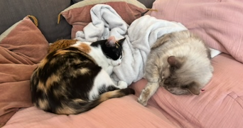 emma pet sitter à PARIS 10 75010_5