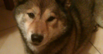 andréa pet sitter à SAUMUR 49400_18