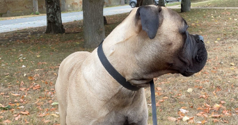 léa pet sitter à FREJUS 83600_5