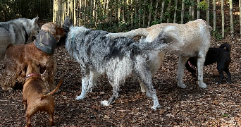 valentine pet sitter à HERBIGNAC 44410_1