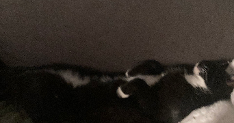 evelyne pet sitter à NANTERRE 92000_0