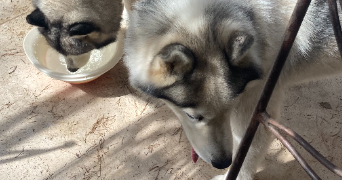 léa pet sitter à TOULON 83200_2