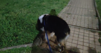 cindy pet sitter à ISSOIRE 63500_4