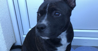 duygu pet sitter à REIMS 51100_5