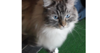 nathalie pet sitter à NANTERRE 92000_9