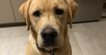 lénaïg pet sitter à RENNES 35700_4