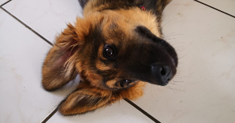 leonor pet sitter à VERSAILLES 78000_6