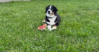 astride pet sitter à LUSSAT 63360_7