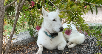 marie pet sitter à VELAUX 13880_0