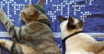 pier paolo pet sitter à BOIS GUILLAUME 76230_1