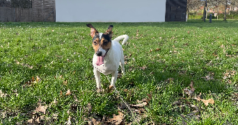 faustine pet sitter à MARCQ EN BAROEUL 59700_1