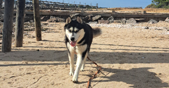 inès pet sitter à LUYNES 37230_1