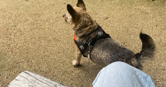 kylie nadine pet sitter à PARIS 05 75005_3