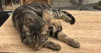 anaïs pet sitter à RAMONVILLE ST AGNE 31520_4