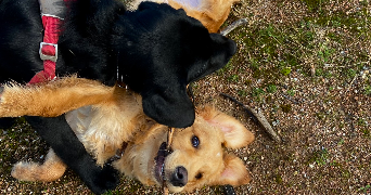 lola pet sitter à ST GENIS LES OLLIERES 69290_9