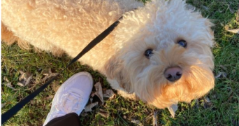 cléa pet sitter à TOULOUSE 31000_2