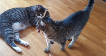 alice pet sitter à GRENOBLE 38000_1