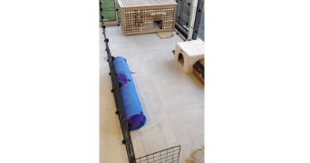 léa pet sitter à ST BARTHELEMY D ANJOU 49124_1