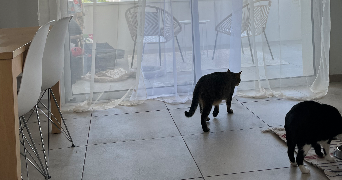 iris pet sitter à GRENOBLE 38000_6