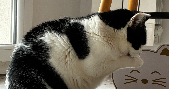 candice pet sitter à EYSINES 33320_8