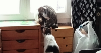 alexia pet sitter à CLAMART 92140_2