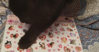 sandra pet sitter à SOLLIES PONT 83210_3