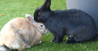louise pet sitter à LUCON 85400_3